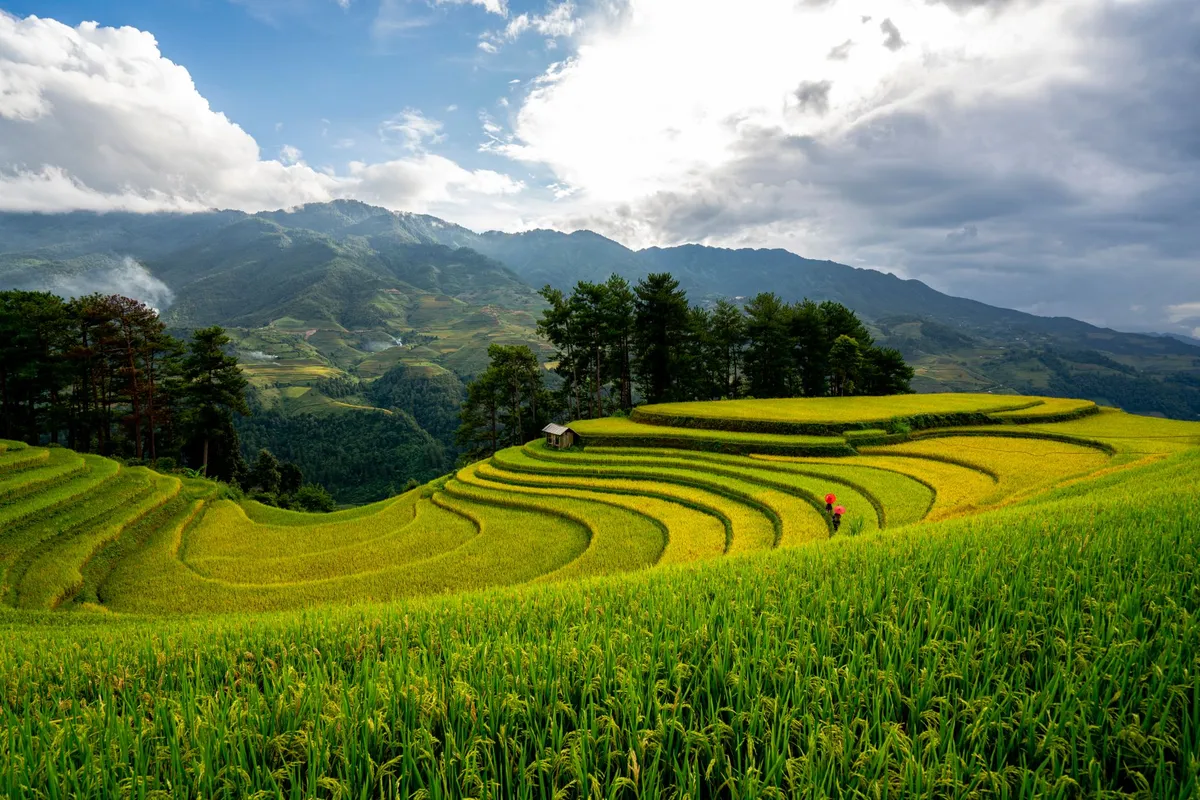 Vietnam simplifica trámites agrícolas con una ley que reforma diez normas ambientales