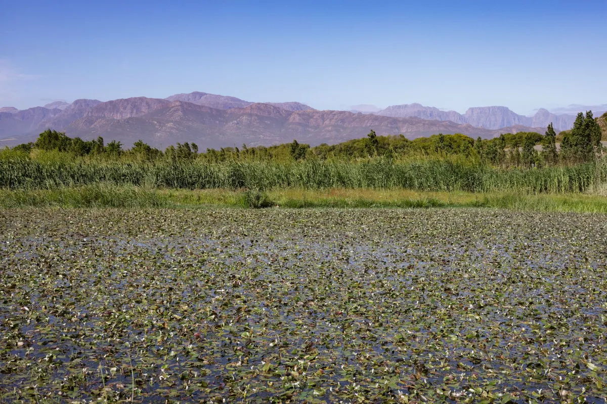 España ante el reto de restaurar sus ecosistemas degradados