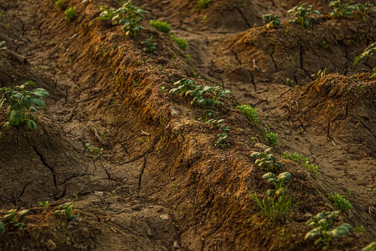 Sistemas agrícolas tradicionales, estudiados como modelo ante el cambio climático