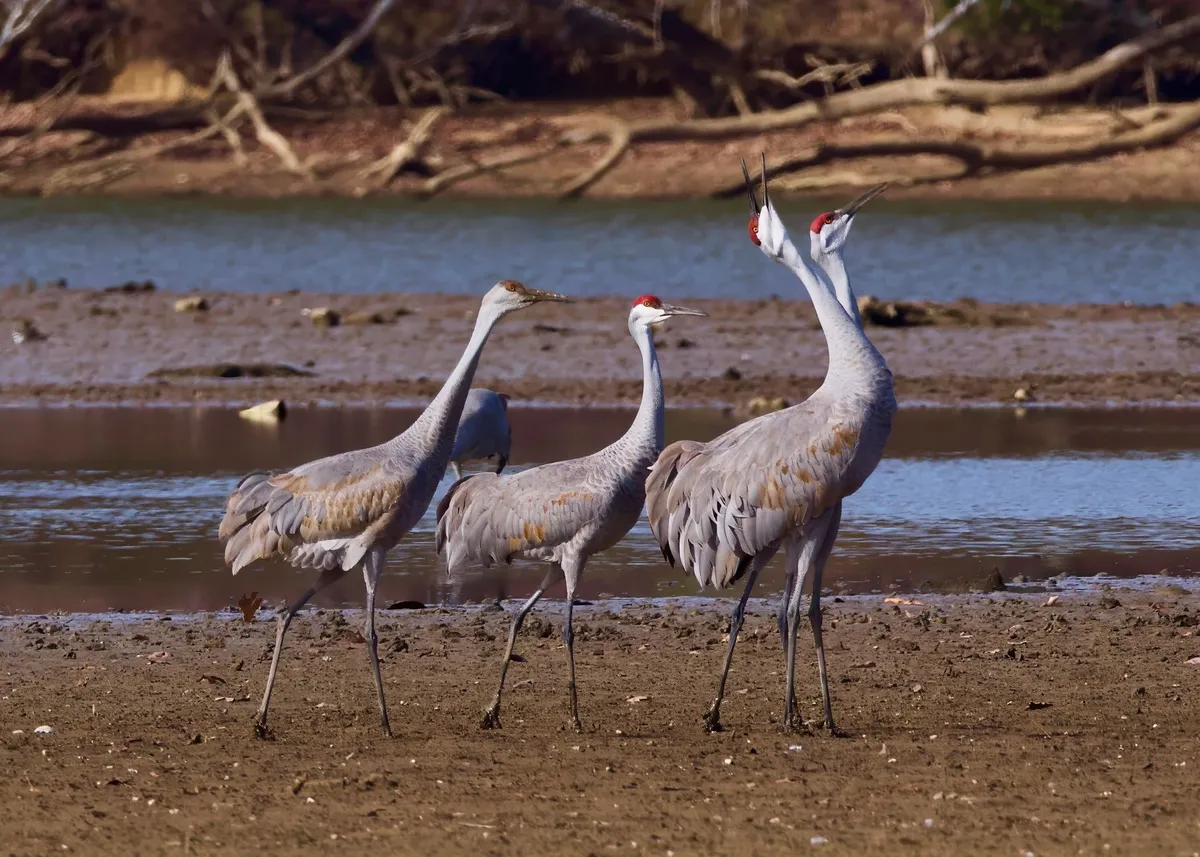 BirdLife, Audubon y CAF establecen un marco conjunto para proteger aves migratorias