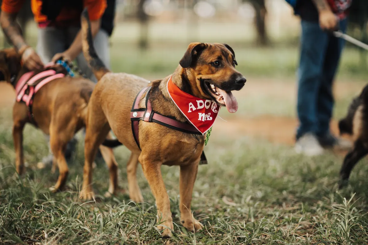 Comisión de Medio Ambiente aprueba cambio en proyecto que prohíbe carreras de perros