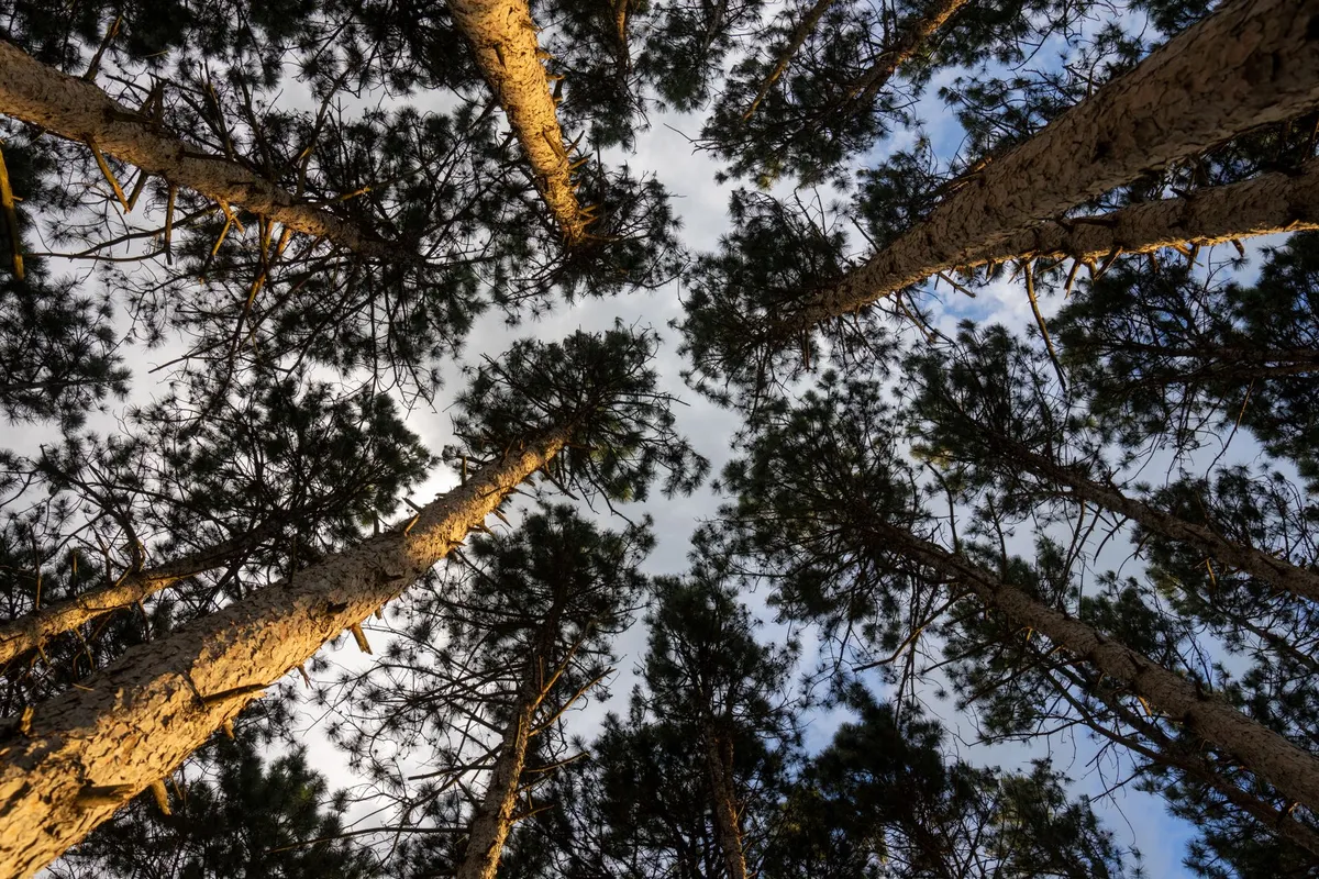 Árboles de Minnesota resisten el calentamiento artificial mejor de lo esperado