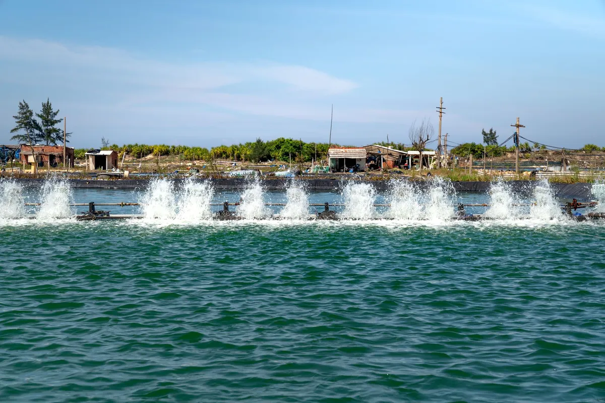 Vietnam desarrolla cría de pargo aleta amarilla adaptada al cambio climático