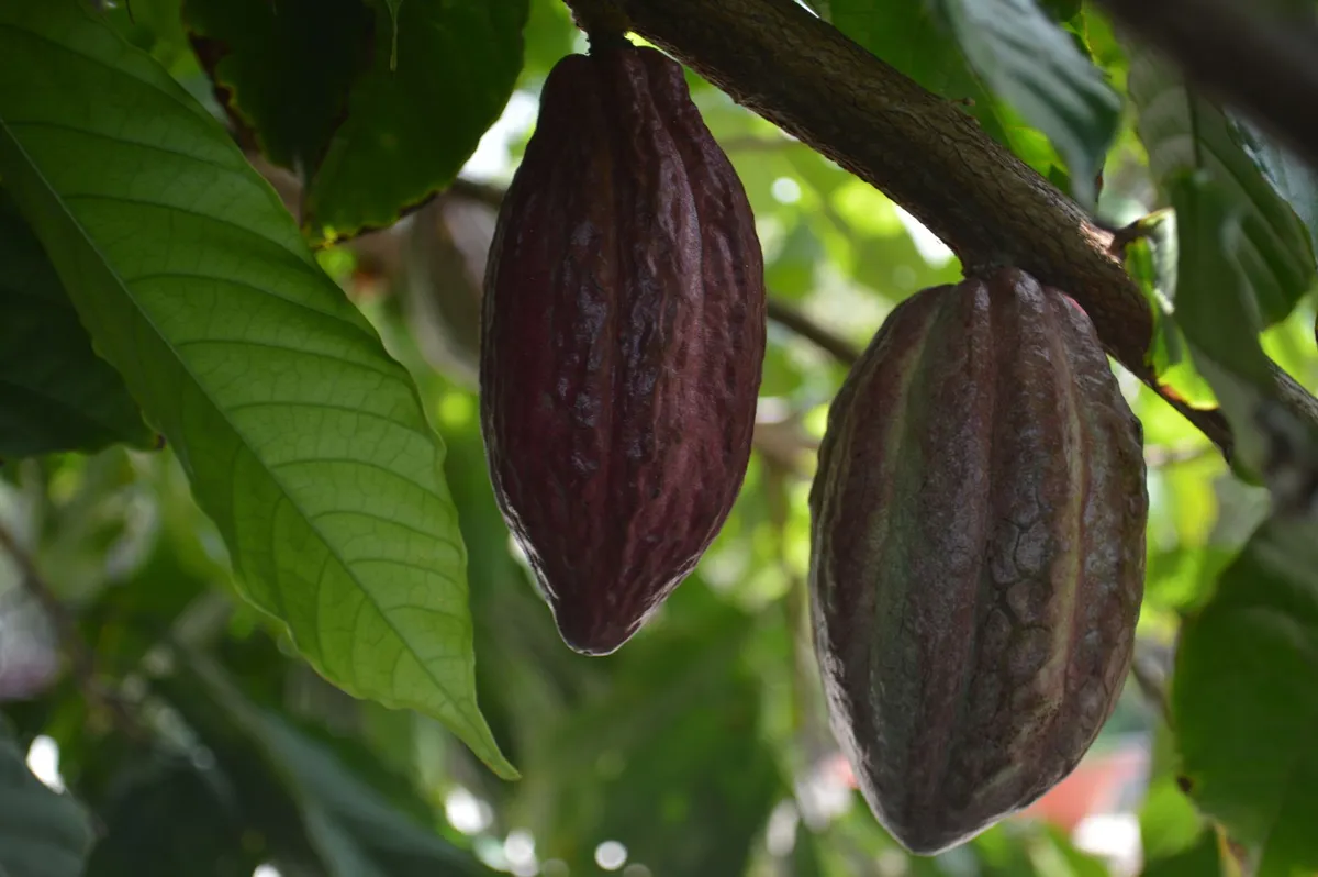 Fundación IDEA desarrolla estrategias científicas para proteger el cacao venezolano