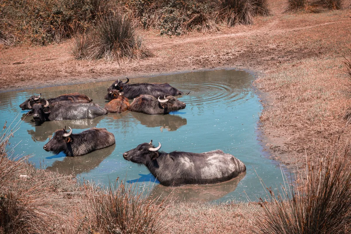 Castilla-La Mancha recibe un premio por su enfoque integral de salud humana, animal y ambiental