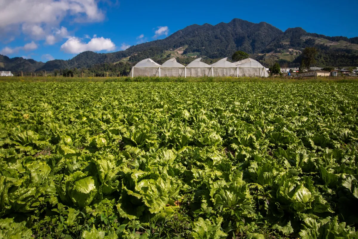Bolivia lanza línea de créditos verdes para impulsar la producción agropecuaria