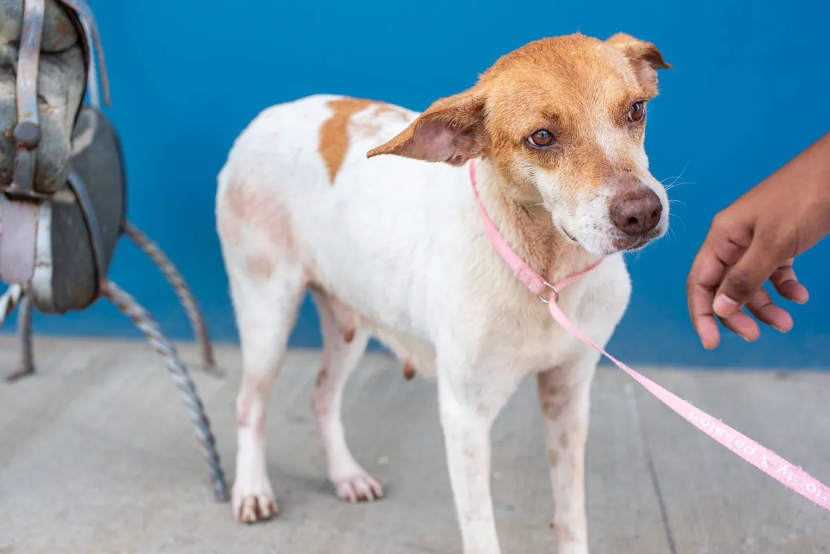 Refugio de animales en San Francisco ofrecerá adopciones sin costo