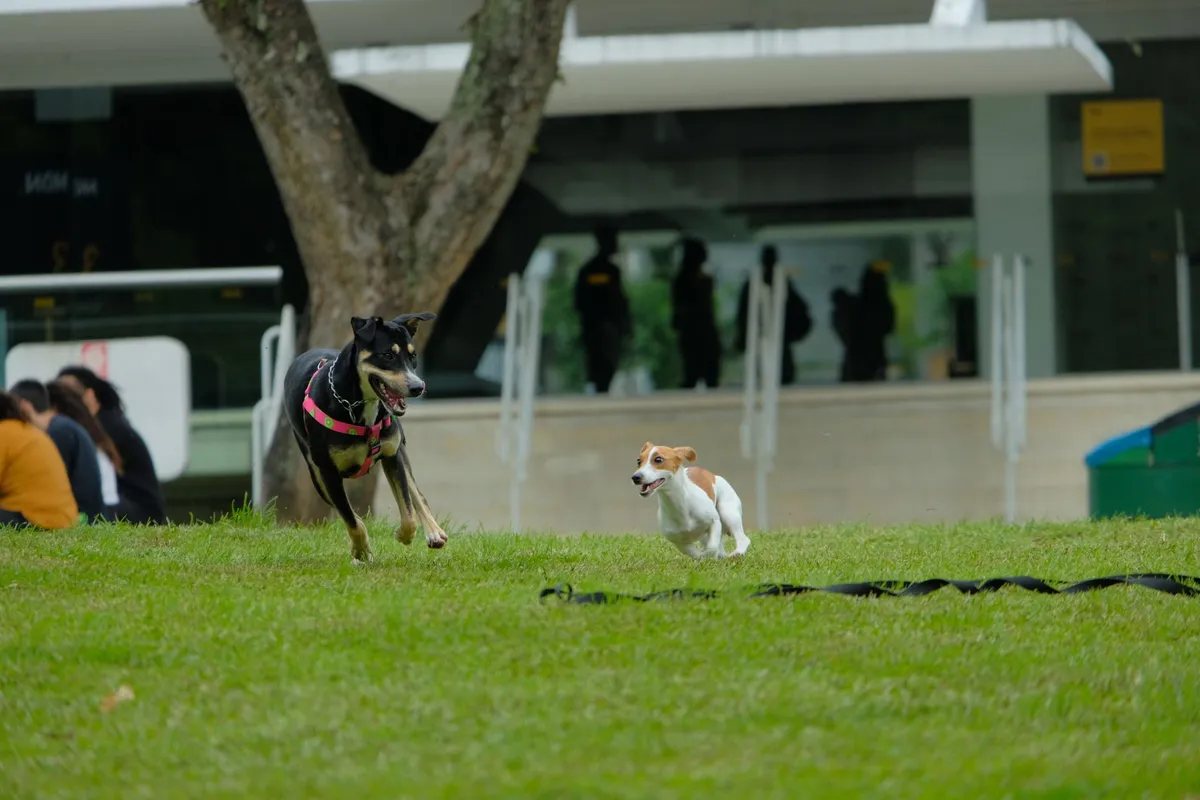 La genética podría explicar la agresividad en ciertas razas de perros