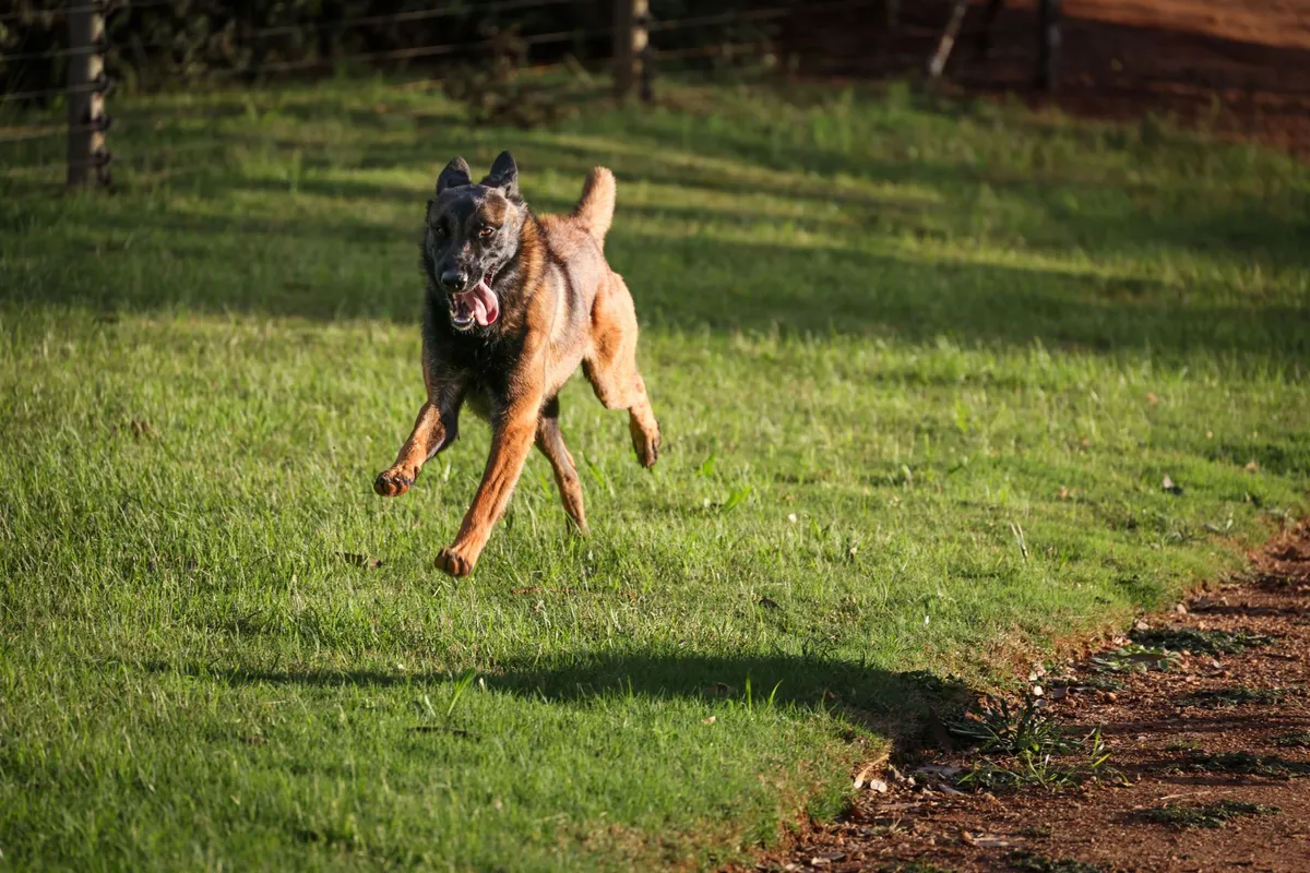 El perro sordo abandonado de cachorro que se unirá a la Guardia Nacional de EE. UU.