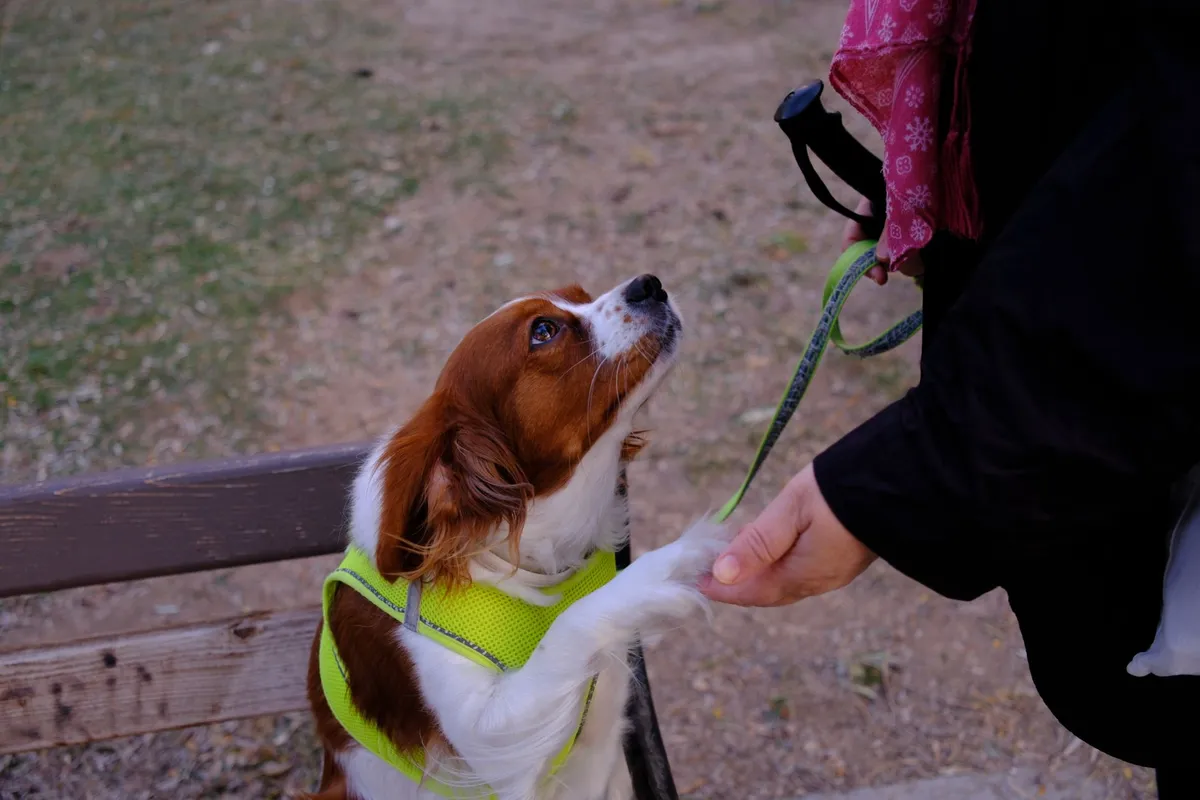 Perros de terapia en universidades: ciencia confirma su rol como catalizadores sociales