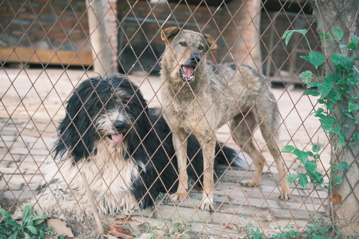 El Centro de Bienestar Animal Proteo enfrenta saturación por abandono de mascotas