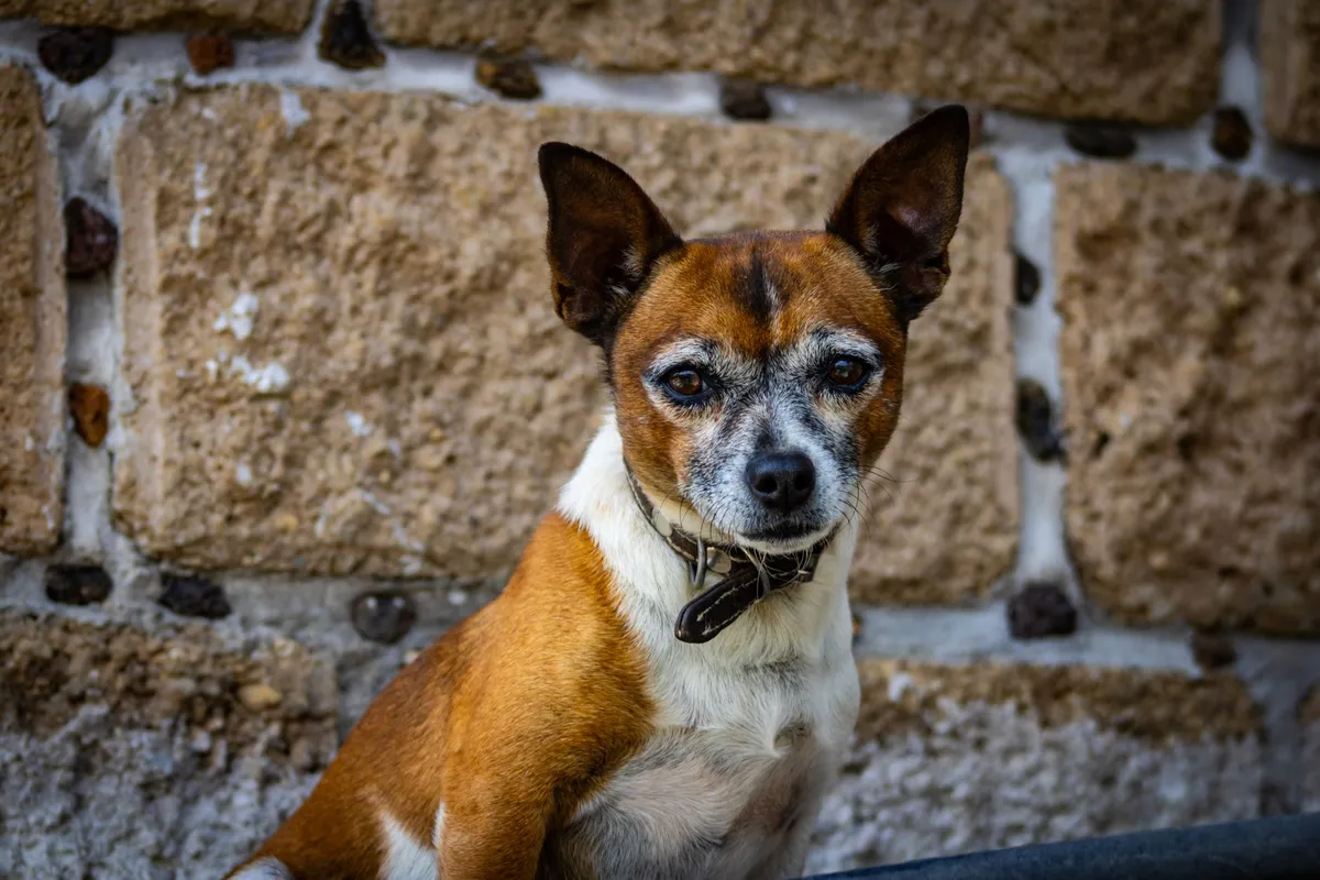 Bomberos de Arizona reaniman a dos perros rescatados de un incendio en una vivienda