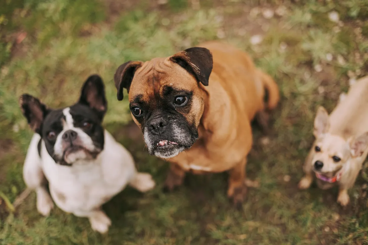 Los perros reconocen límites de palabras con foco en consonantes, como los humanos