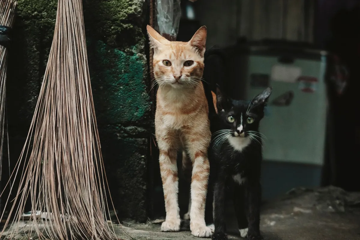 Propietarios de gatos en conjuntos residenciales podrían enfrentar multas superiores a 200.000 dólares