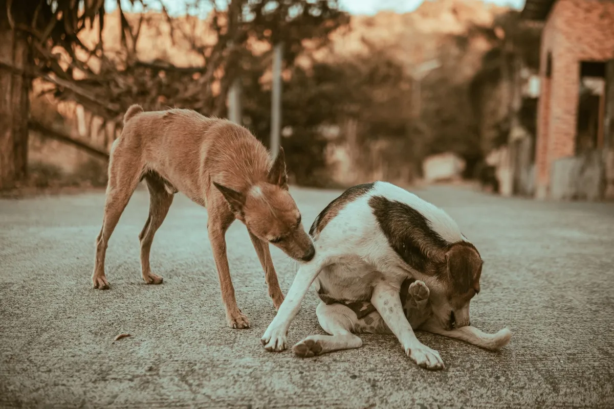Dos personas sufren heridas graves tras ataques de perros en Vietnam