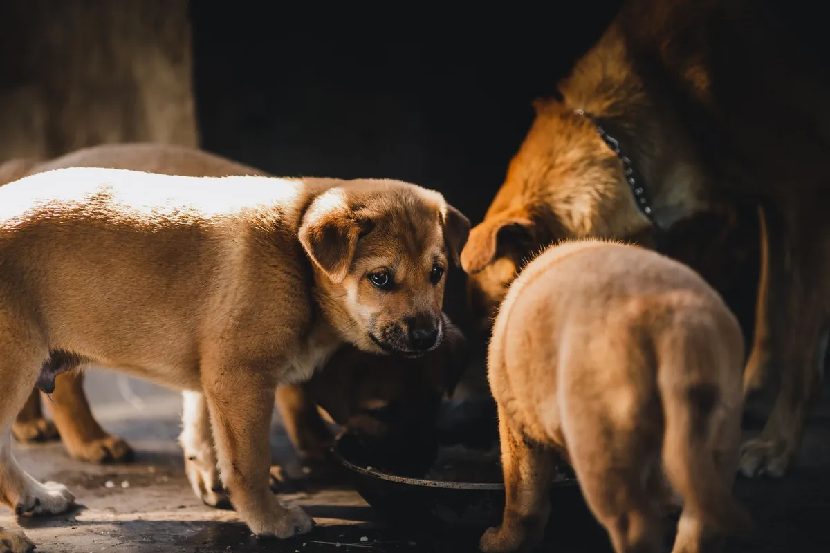Argentina produce 35,1 millones de toneladas de nutrición animal en 2026