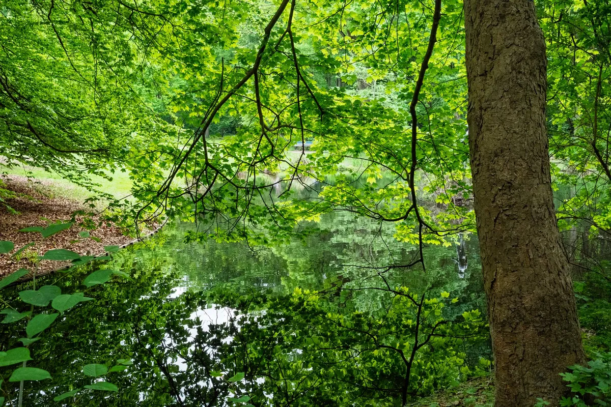 Madrid celebra el Día Internacional de los Bosques con programación técnica y ciudadana