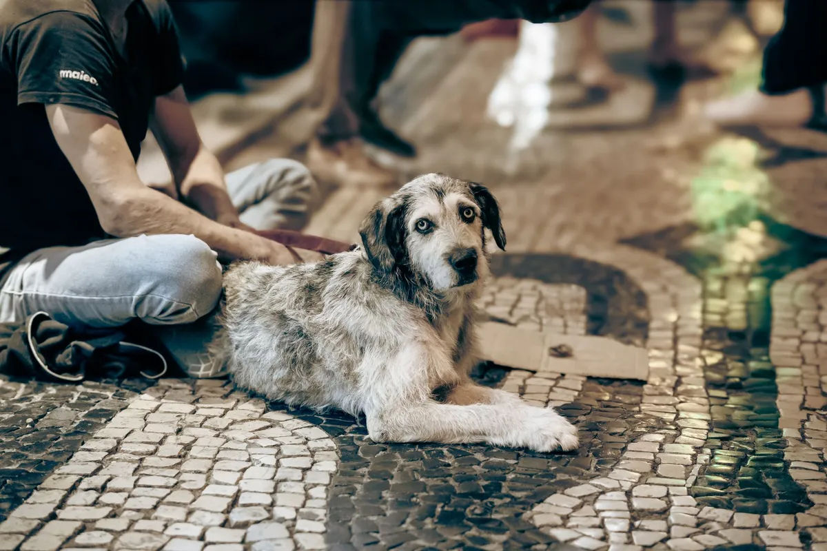 Bendición de mascotas: una tradición que une fe y amor animal