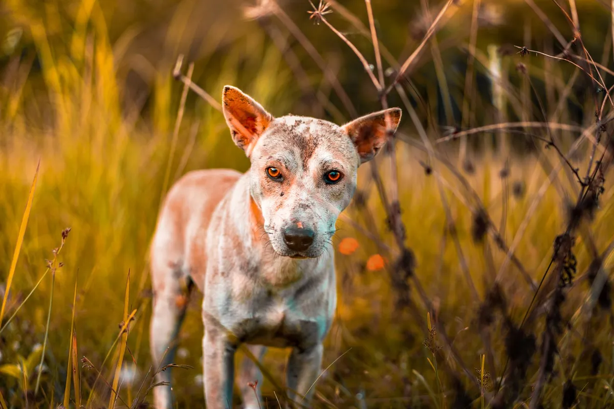 El perro rescatado en 2021 que pasó de la desnutrición a ser el Perro del Año 2026