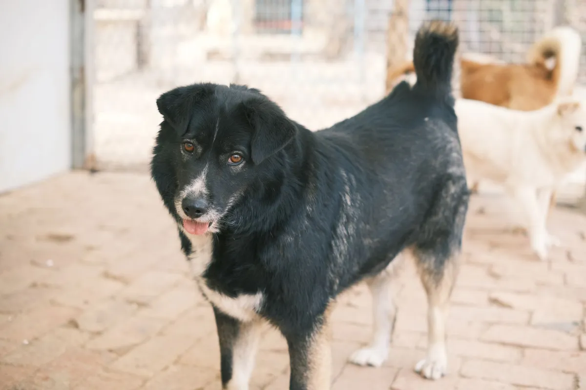 España registra una caída notable en la adopción de mascotas
