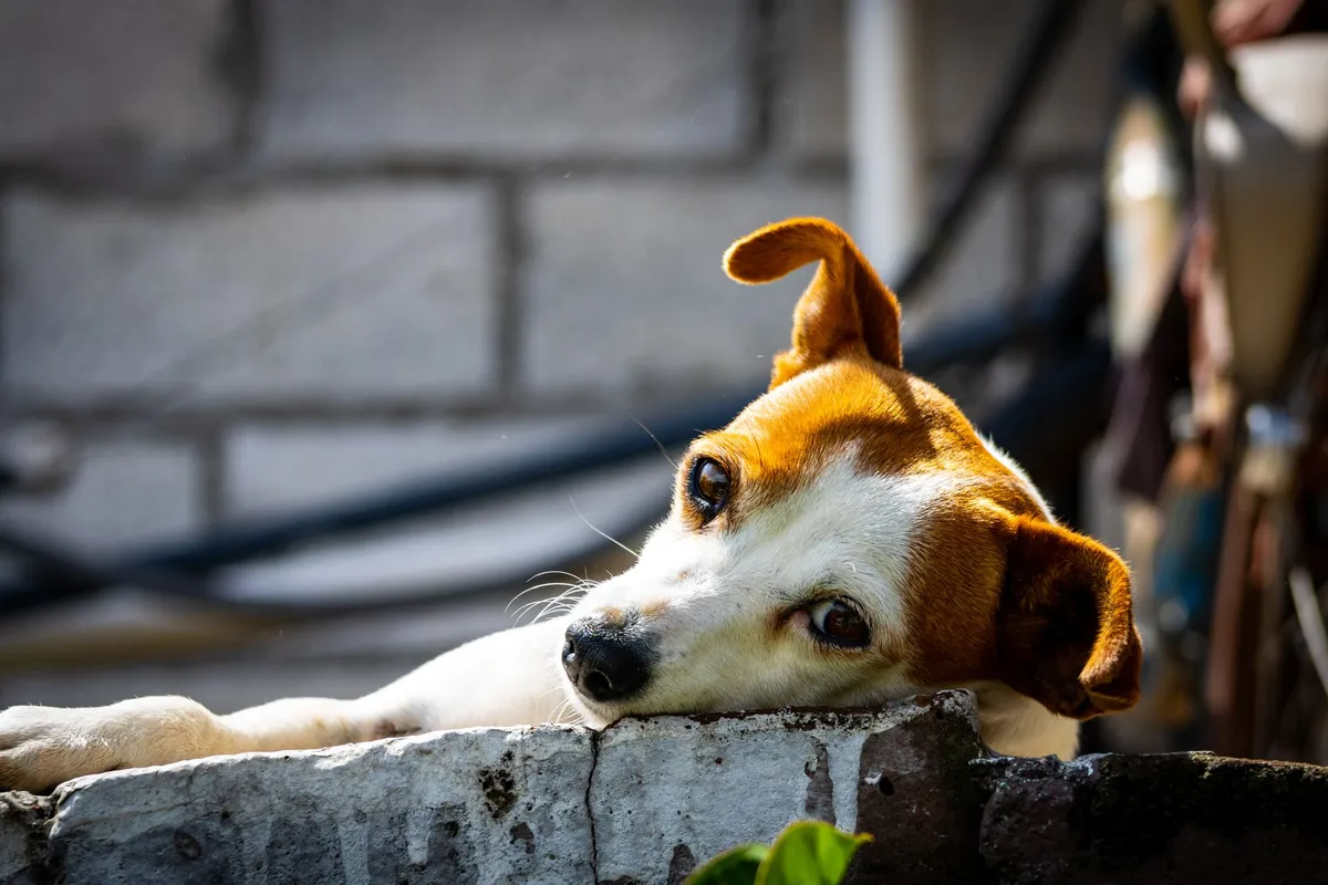 Tenancingo convoca a colecta ciudadana para sostener un refugio de animales