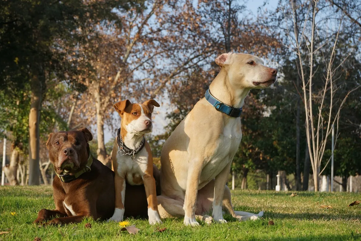 Un estudio explica por qué los perros grandes viven menos que los pequeños, según Independent en Español
