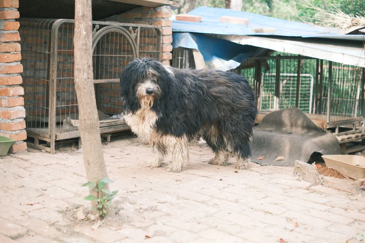 Rescatan a más de 30 perros que permanecían encerrados en una vivienda de Iztapalapa, en Ciudad de México