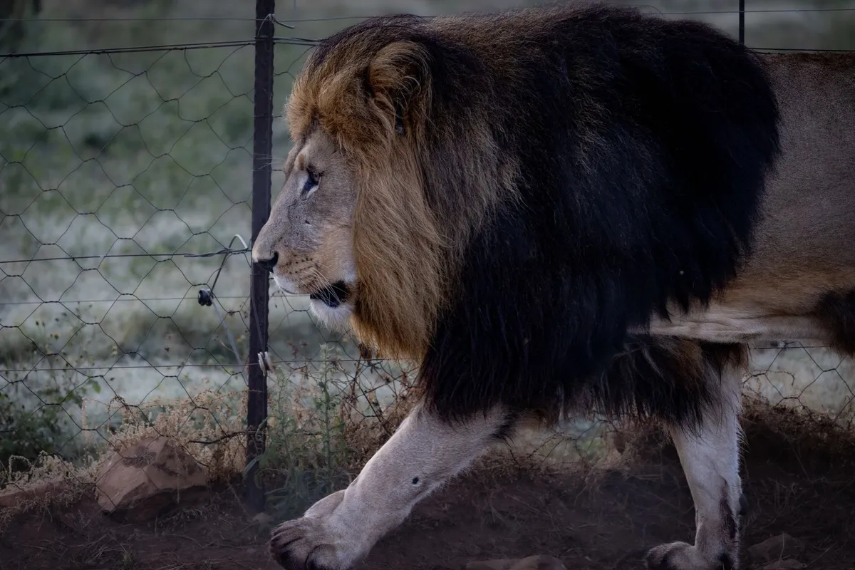 Iván, el león capturado en Tamaulipas, tendrá un refugio con aire acondicionado, alberca y vigilancia