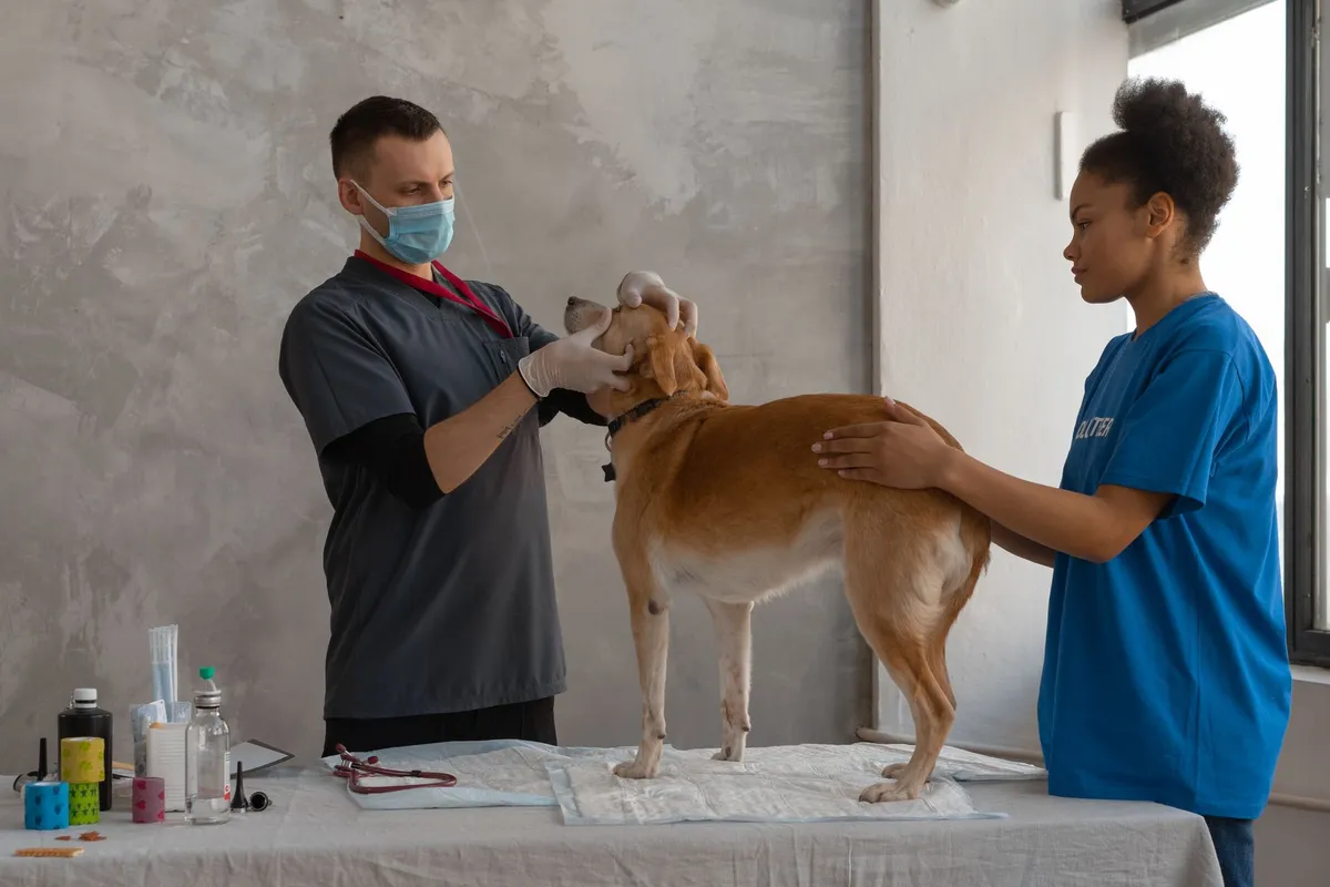 Por qué los perros grandes envejecen antes: los genes saltarines, nueva pista científica