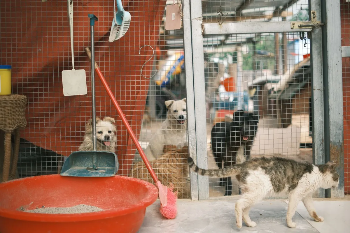 Toluca refuerza sus acciones contra el maltrato animal tras rescatar a 18 perros y gatos