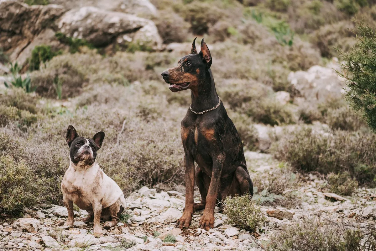 Los perros grandes envejecen más rápido que los pequeños, según La Vanguardia
