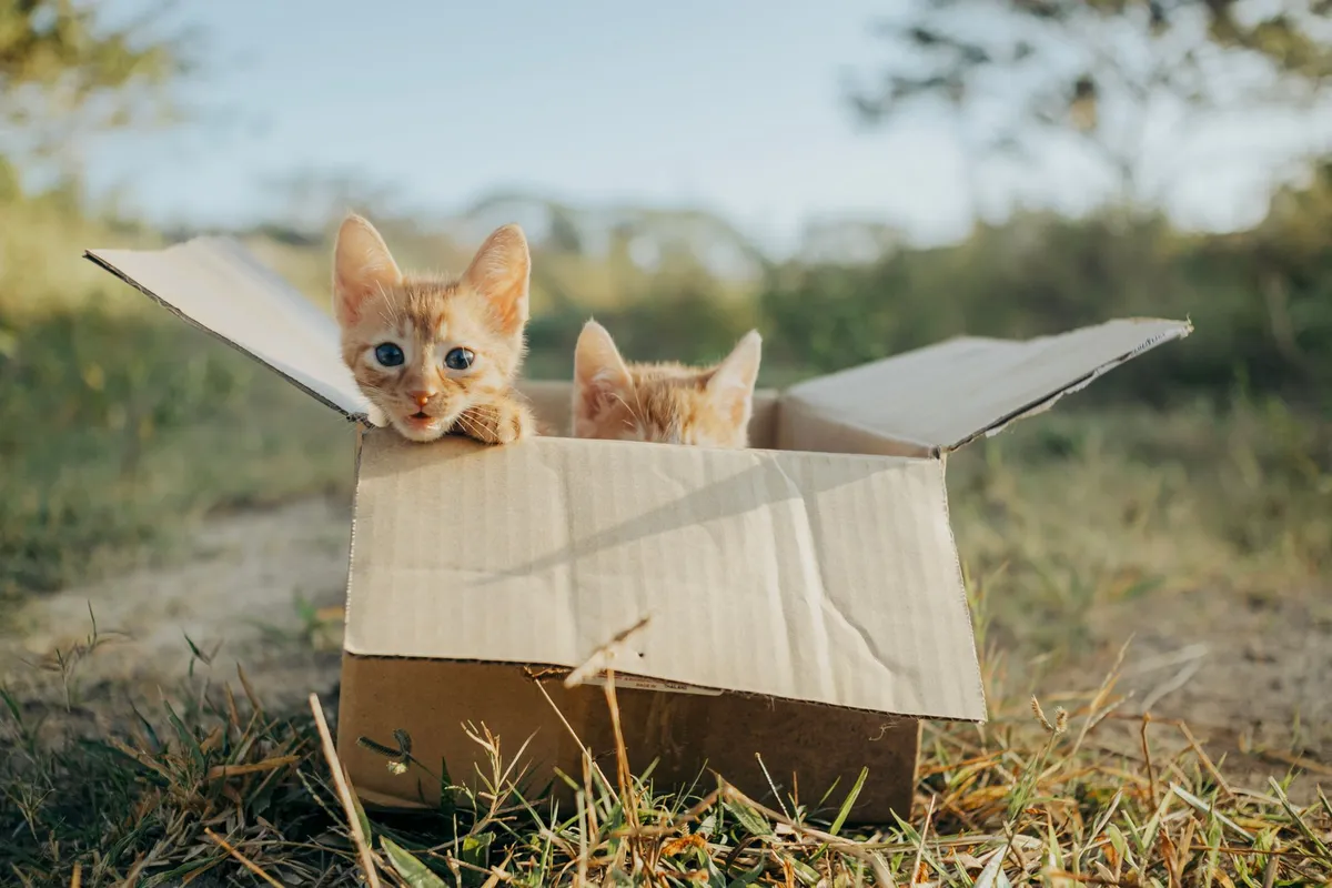 Toxoplasmosis y gatos en casa: medidas de higiene recomendadas para prevenir el contagio
