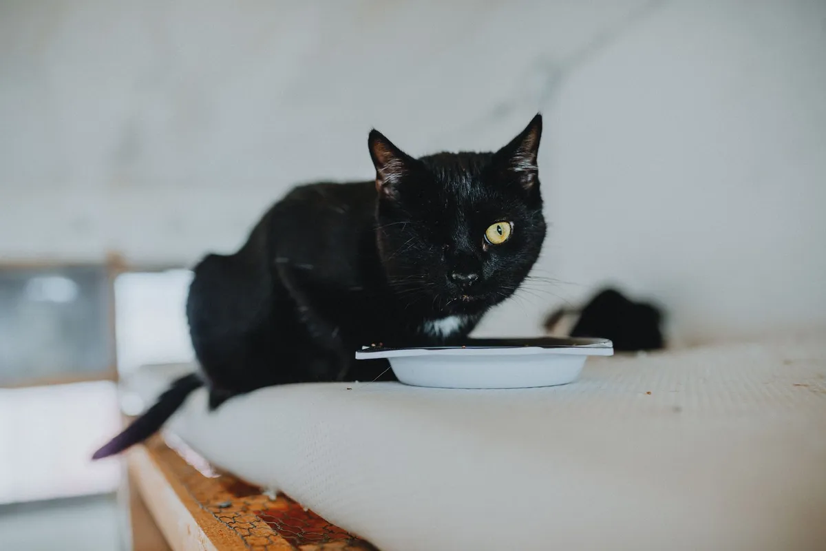 Una mujer de Cali pide apoyo para alimentar a los 50 gatos rescatados que tiene a su cuidado