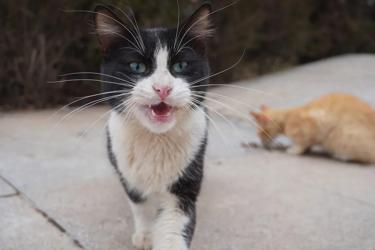 Investigan a 12 hombres por el presunto robo de gatos para vender su carne, según Noticias Caracol