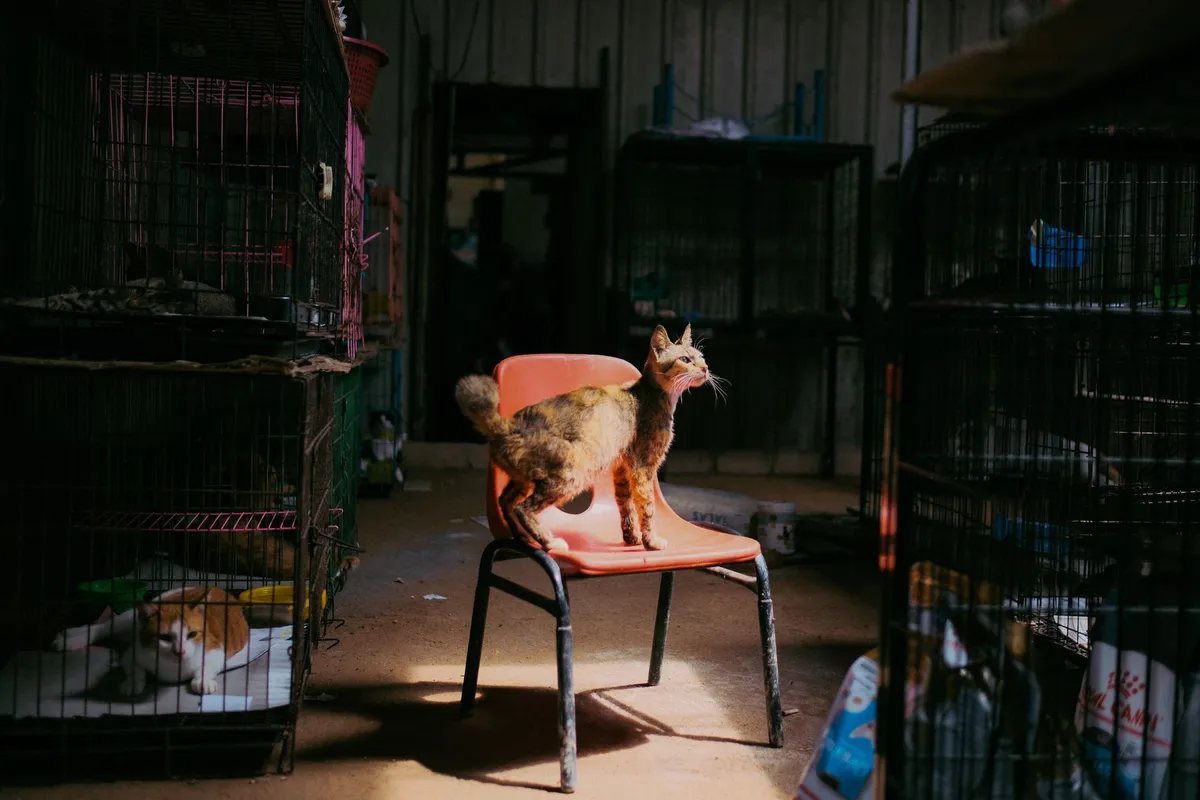Un refugio de Tijuana busca familias para 45 gatos ante la posibilidad de cerrar sus instalaciones