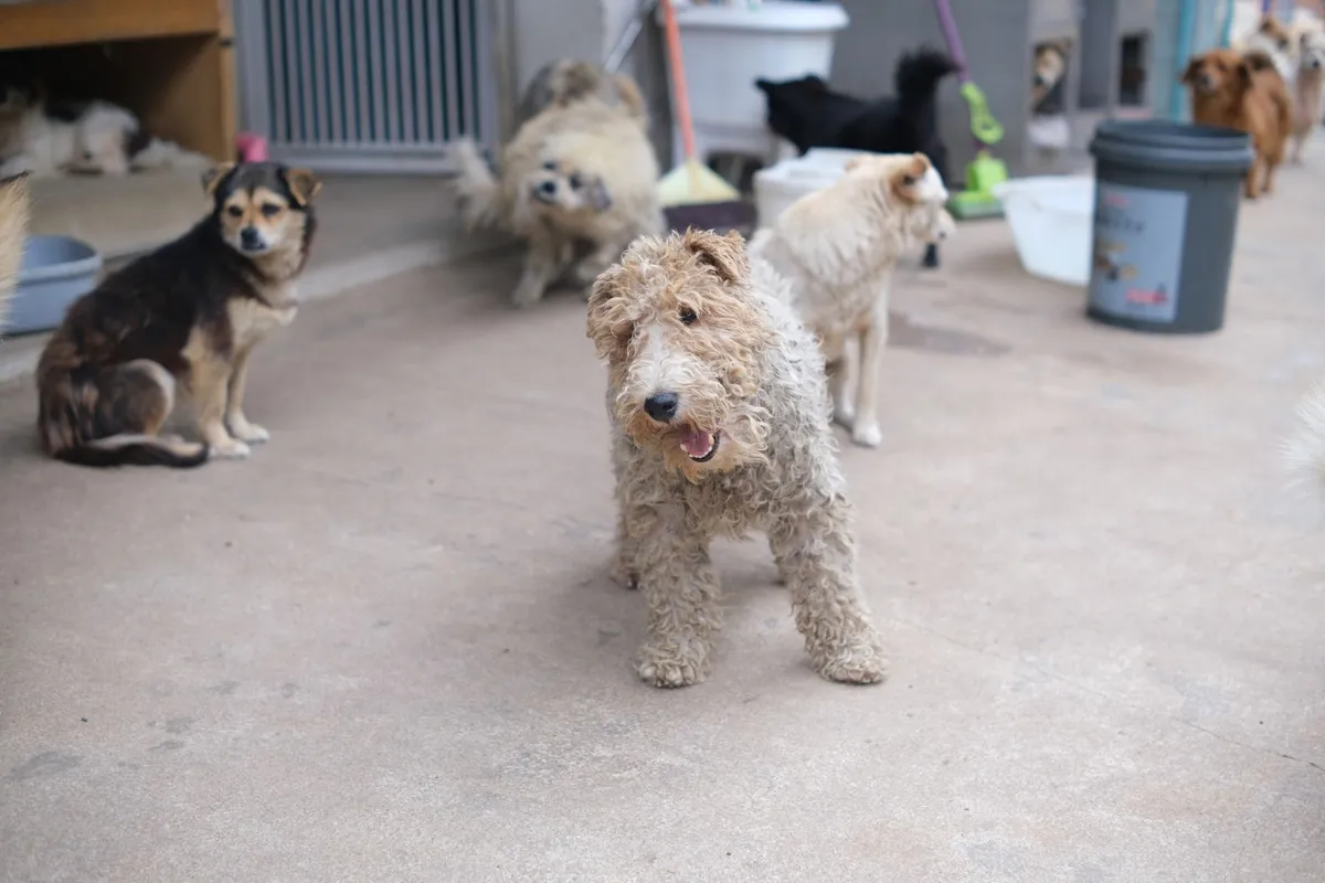 El refugio de animales de Mougá, en Ferrol, registra 34 adopciones durante el mes de septiembre