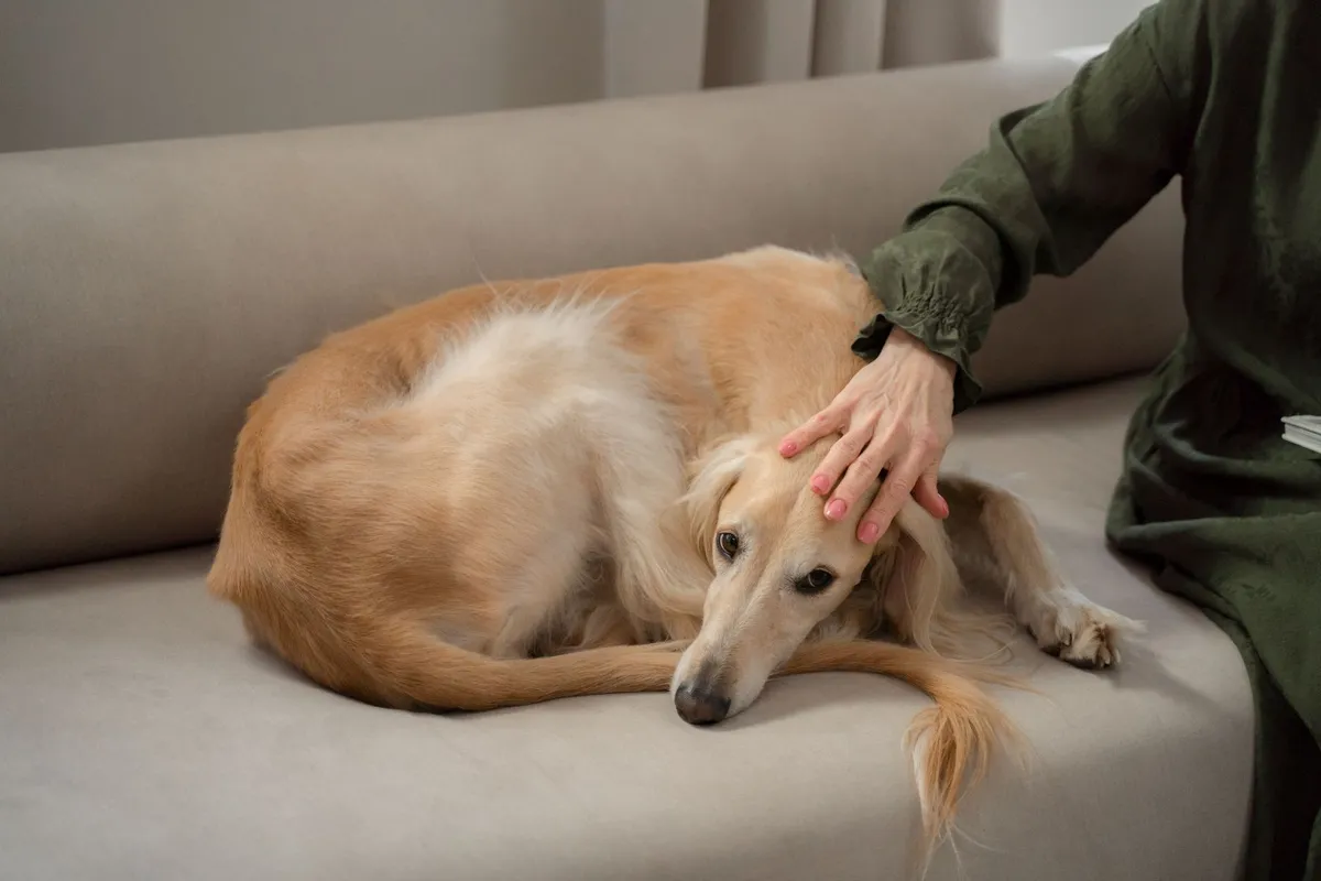 Un veterinario explica que los perros sienten miedo, no culpa, cuando sus dueños se enojan