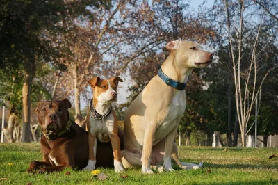 Un estudio explica por qué los perros grandes viven menos que los pequeños, según Independent en Español