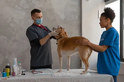 Por qué los perros grandes envejecen antes: los genes saltarines, nueva pista científica
