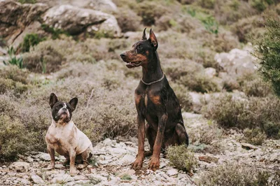 Los perros grandes envejecen más rápido que los pequeños, según La Vanguardia