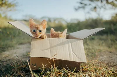 Toxoplasmosis y gatos en casa: medidas de higiene recomendadas para prevenir el contagio
