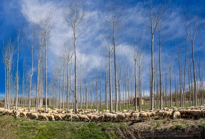 UFIL Rural arranca en la UCLM con diecisiete proyectos de emprendimiento en bioeconomía forestal