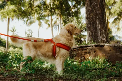 Perros con listón rojo en el cuello: qué significa el distintivo y cómo actuar al encontrarse con uno