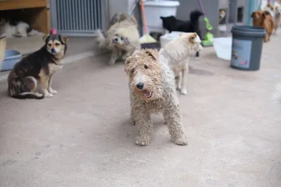 El refugio de animales de Mougá, en Ferrol, registra 34 adopciones durante el mes de septiembre
