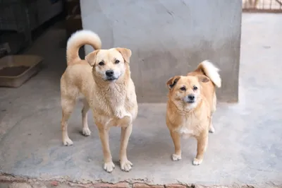 La Ley de Bienestar Animal exige a los dueños proteger a perros y gatos de la lluvia, según OkDiario