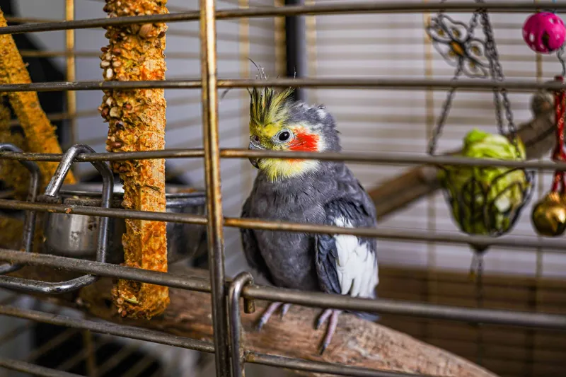 Rescatan en Río Negro un cardenal amarillo en peligro de extinción que estaba enjaulado en una vivienda