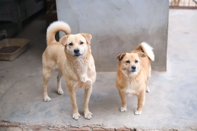 La Ley de Bienestar Animal exige a los dueños proteger a perros y gatos de la lluvia, según OkDiario